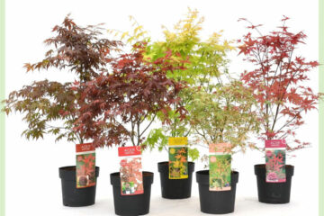 Acer palmatum gemengd soorten kopen