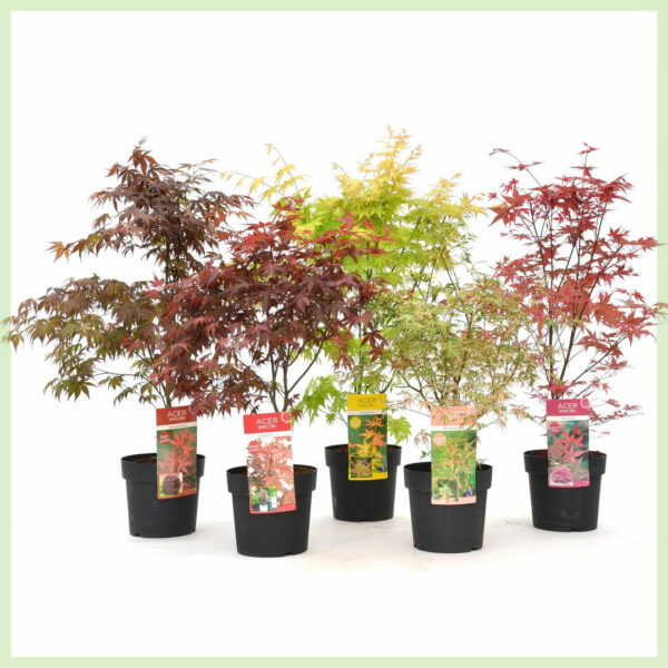 Köp Acer palmatum blandade sorter