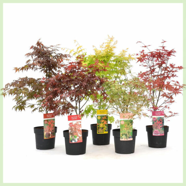 Cûreyên tevlihev ên Acer palmatum bikirin