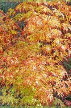 Acer palmatum Orange Dream kopen