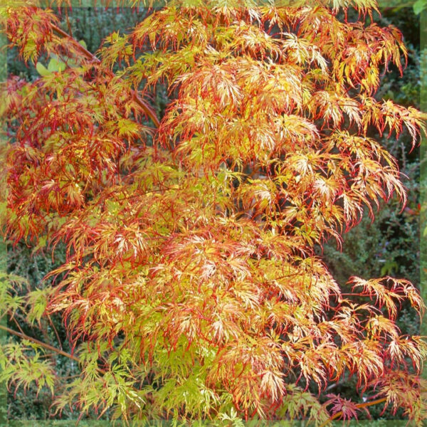 Acer palmatum Orange Dream kopen