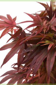 Vidio ny Acer palmatum Pixie