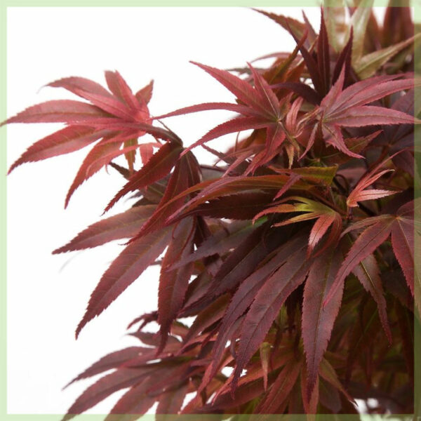 Ceannaich Acer palmatum Pixie