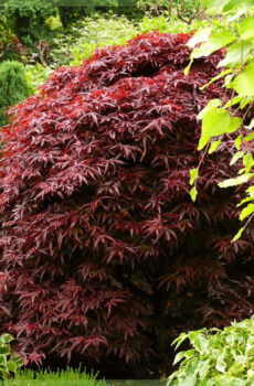 Blej Acer palmatum Shaina