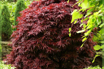 Acer palmatum Shaina kopen