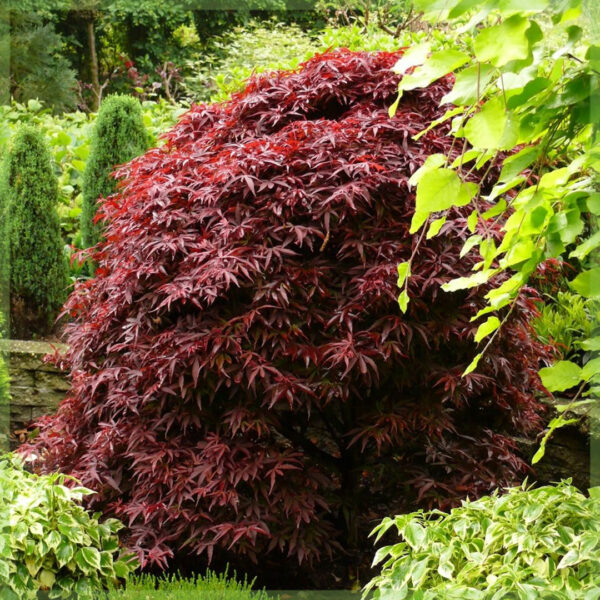 ซื้อ Acer palmatum Shaina