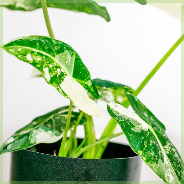 Alocasia Frydek Variegata Lady வாங்க