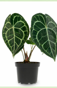 Anthurium Clarinervium ஐ வாங்கி பராமரிக்கவும்