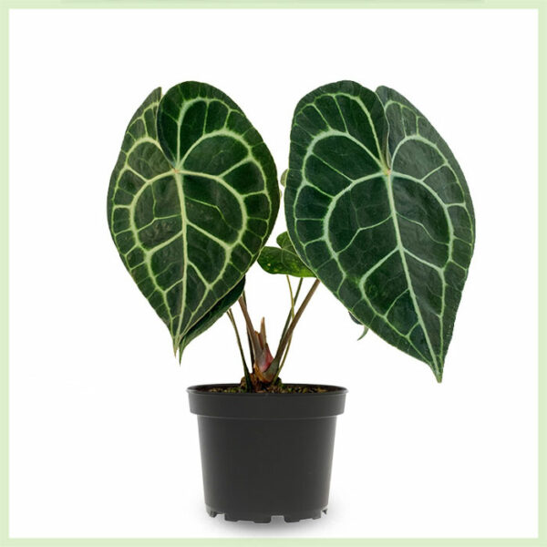 Anthurium Clarinervium