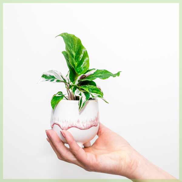 Calathea White Fusion geworteld stekjes kopen