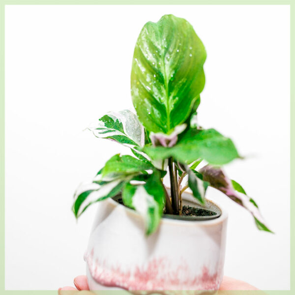 Calathea White Fusion geworteld stekjes kopen