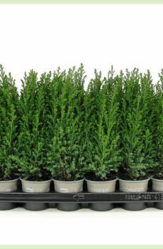 Koupit Chamaecyparis lawsoniana Ellwoodii evergreen