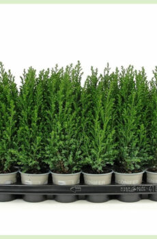 Iibso Chamaecyparis lawsoniana Ellwoodii evergreen