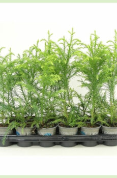 Iibso Cryptomeria japonica Sekkan weligood cagaarka ah