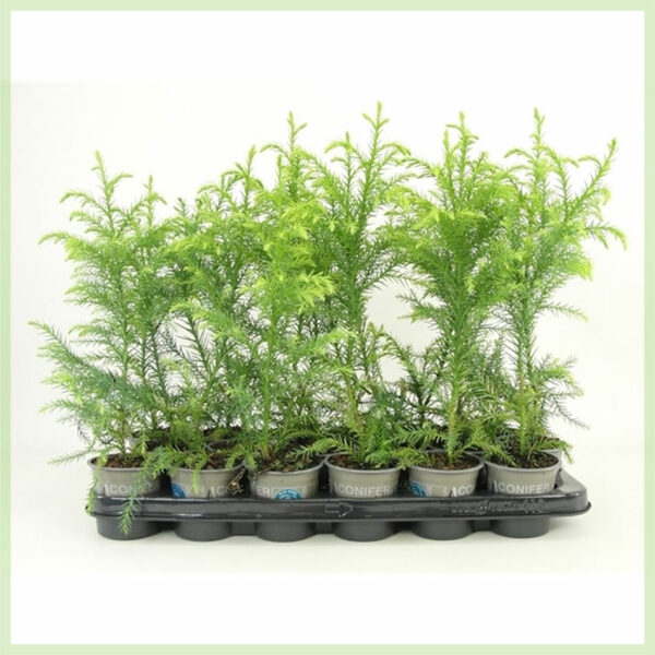 Cryptomeria japonica Sekkan evergreen kopen