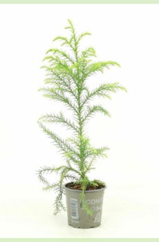 Koop Cryptomeria japonica Sekkan immergroen