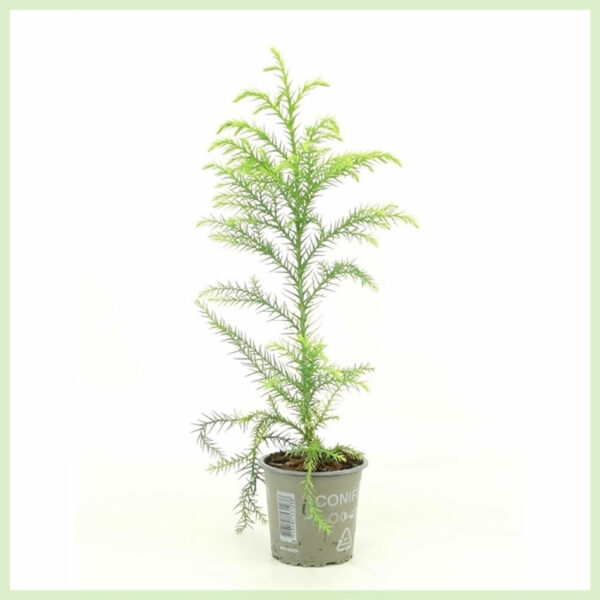 Купете Cryptomeria japonica Sekkan evergreen