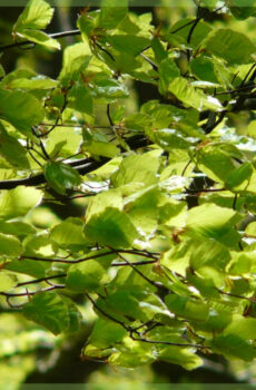 Buchenhecke Fagus Sylvatica kaufen