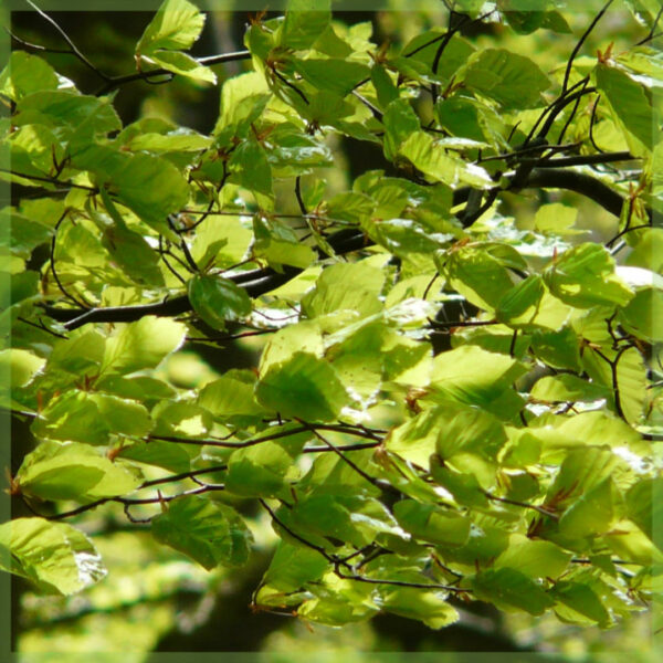 購買 Fagus Sylvatica 山毛櫸樹籬