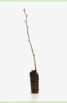 Fagus sylvatica naaktgeworteld stekjes kopen