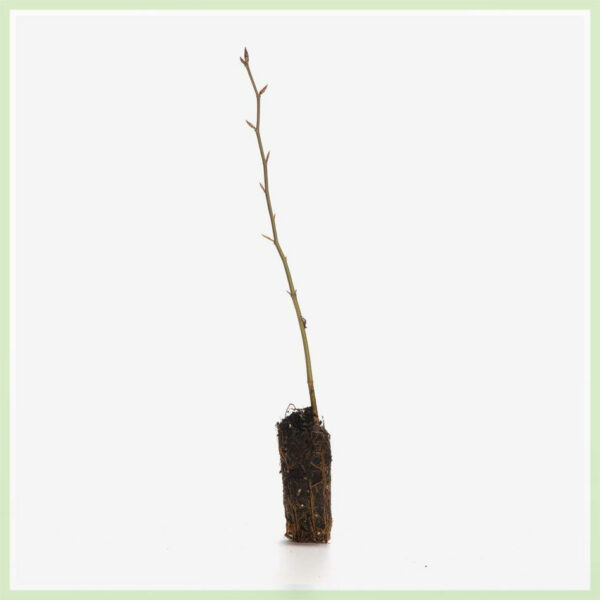 Mua cành giâm rễ trần Fagus sylvatica