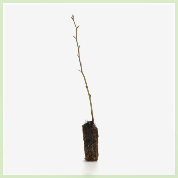 Fagus sylvatica naaktgeworteld stekjes kopen