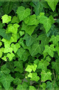 Купляйце неукорененные тронкі плюшчу Hedera hibernica