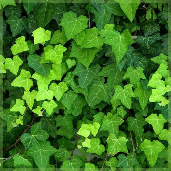 Hedera hibernica ivy මුල් නොකල දඩු කැබලි මිලදී ගන්න