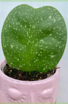 Hoya kerrii 스플래쉬 하트 식물 구매