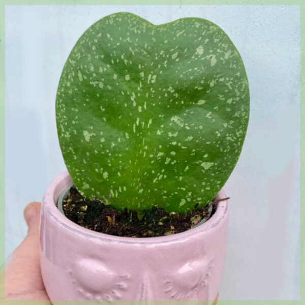 Buy Hoya kerrii splash heart plant