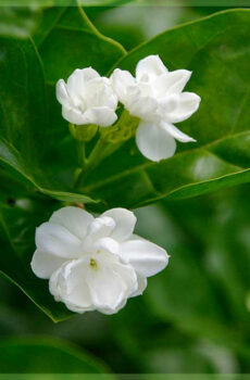 Jasminum sambac - Jasmijn, Melati, Arabische Jasmijn kopen