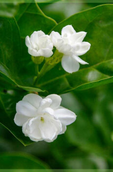 Jasminum sambac
