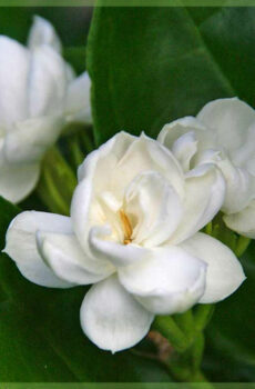 Jasminum sambac