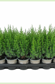 Vidio ny Juniperus chinensis Strica evergreen