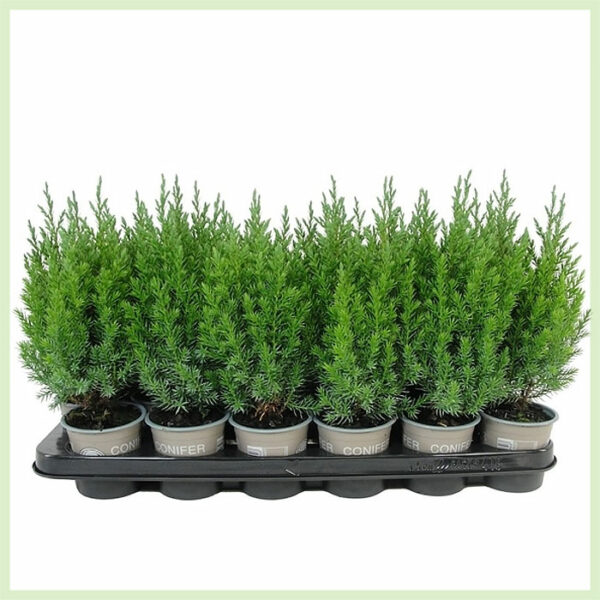 Купете Juniperus chinensis Stricta evergreen