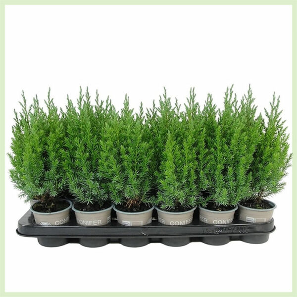 Pērciet Juniperus chinensis Stricta mūžzaļo