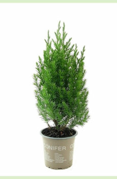 Kaaft Juniperus chinensis Stricta ëmmergréng