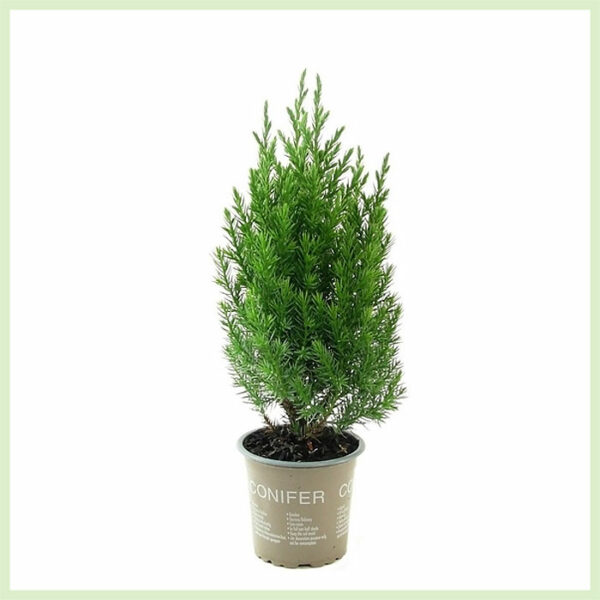 Køb Juniperus chinensis Stricta stedsegrøn