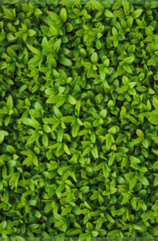 ligustrum-ovalifolium-privet-hedge-구매