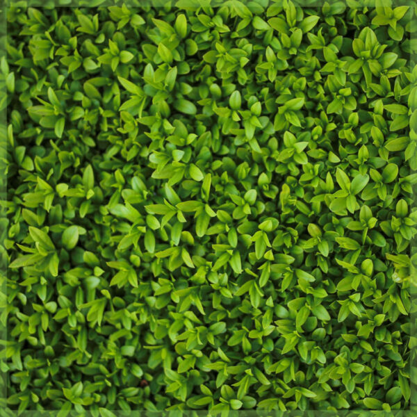 ligustrum-ovalifolium-privet-hedge-hoko