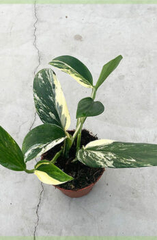 Monstera standleyana variegata rotad stickling