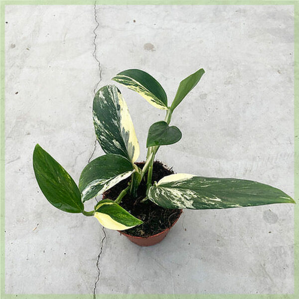 Monstera standleyana variegata geworteld stekje