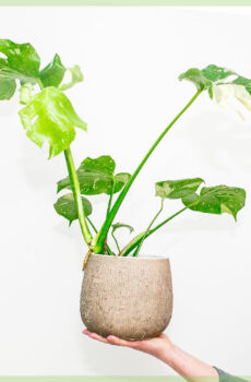 Acheter pot Monstera Thai Constellation 11 cm