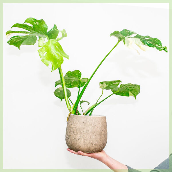 Купете тенџере Monstera Thai Constellation 11 cm