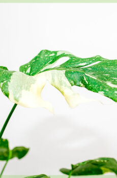 Buy Monstera Thai ollam constellationis 11 cm