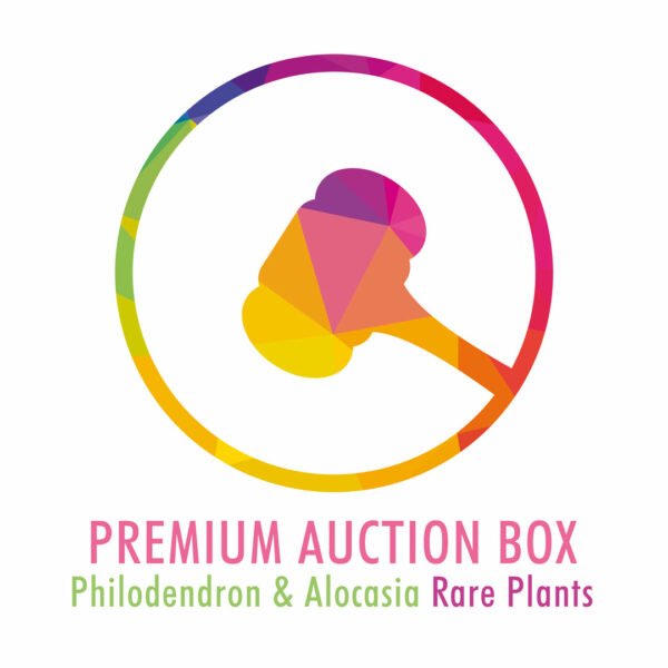 Philodendron & Alocasia Reti augalai – aukščiausios kokybės aukciono dėžutė