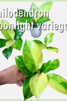 Achte Philodendron Moonlight Variegata