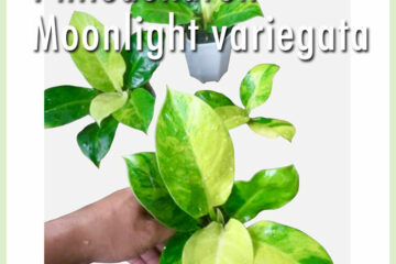 購買 Philodendron Moonlight Variegata