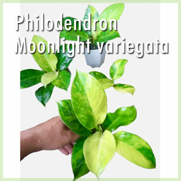 Vidio ny Philodendron Moonlight Variegata
