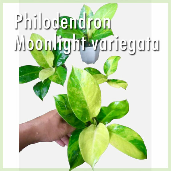 Acheter Philodendron Moonlight Variegata